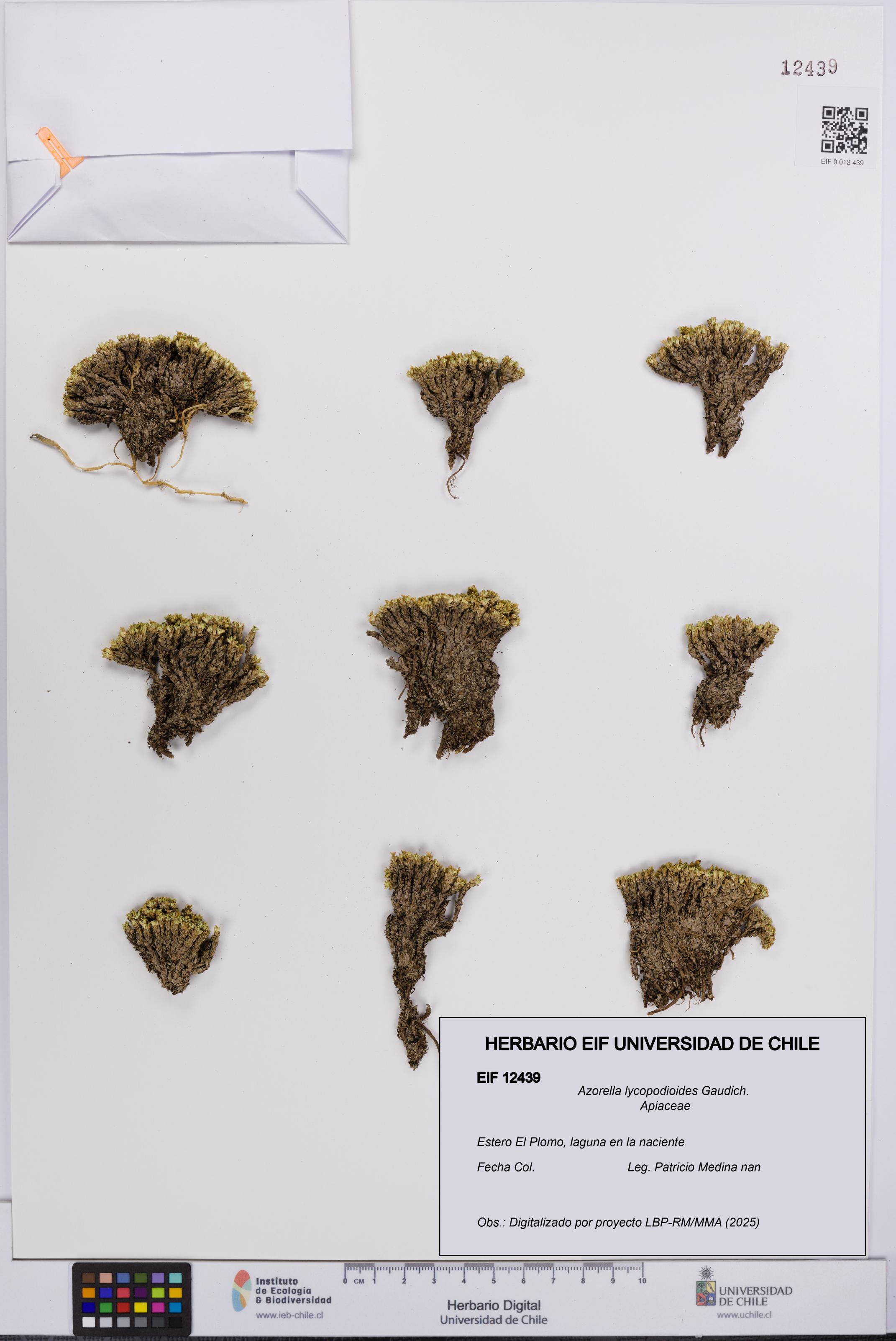 Azorella lycopodioides [Espécimen: UCH:EIF:0012439]