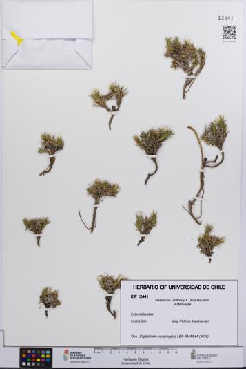 Nassauvia uniflora [Espécimen: UCH:EIF:0012441]