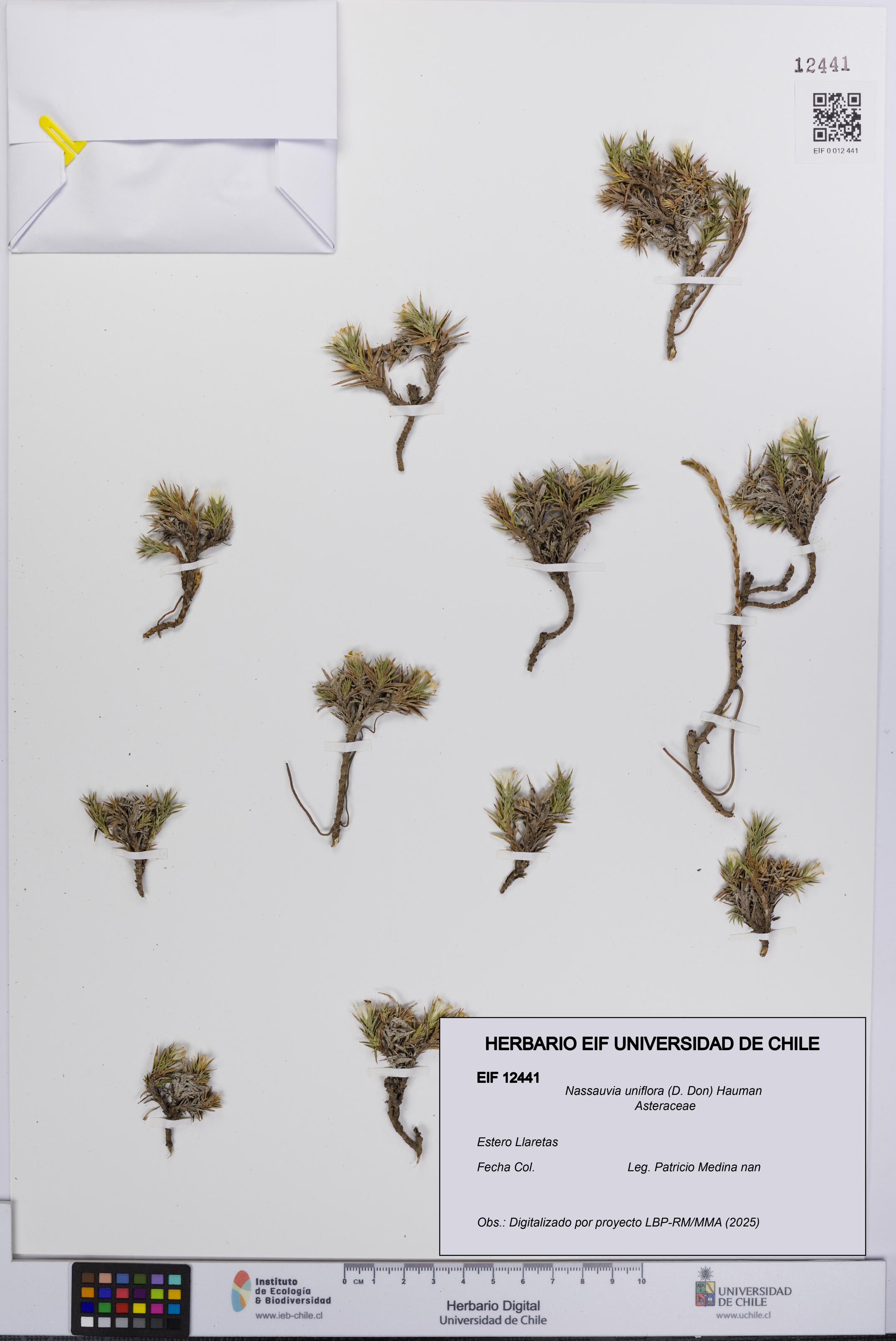 Nassauvia uniflora [Espécimen: UCH:EIF:0012441]