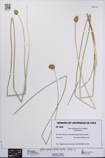 Carex pleioneura [Espécimen: UCH:EIF:0012442]