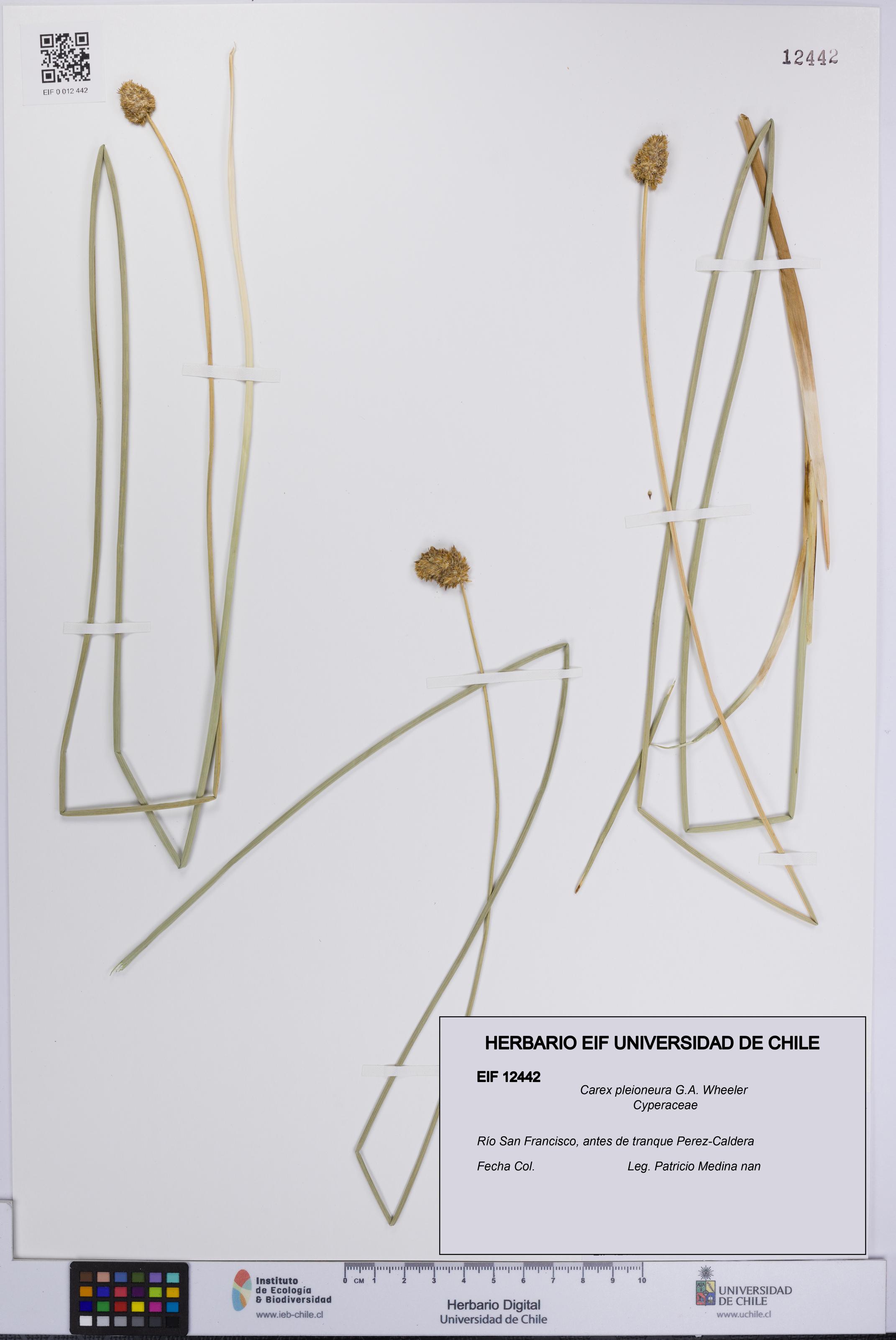 Carex pleioneura [Espécimen: UCH:EIF:0012442]