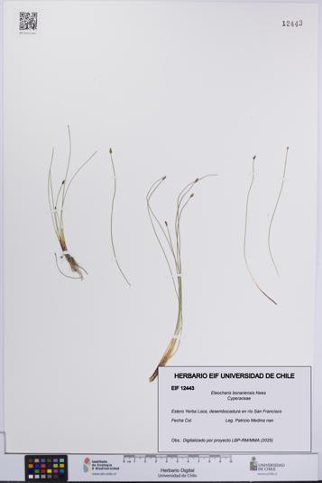 Eleocharis bonariensis [Espécimen: UCH:EIF:0012443]
