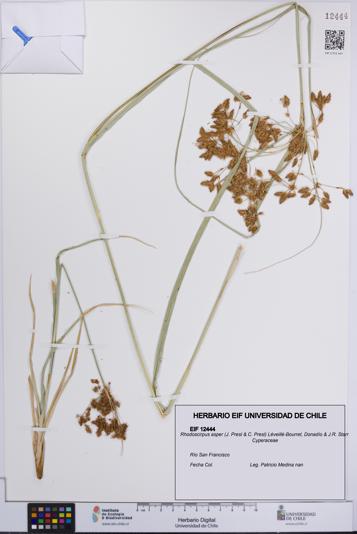 Rhodoscirpus asper [Espécimen: UCH:EIF:0012444]