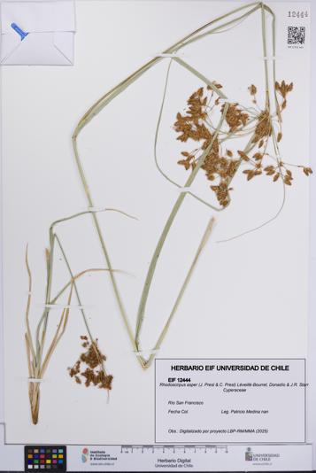 Rhodoscirpus asper [Espécimen: UCH:EIF:0012444]