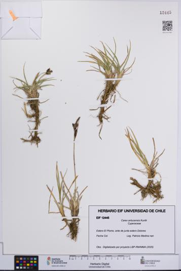 Carex antucensis [Espécimen: UCH:EIF:0012445]