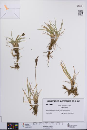Carex antucensis [Espécimen: UCH:EIF:0012445]