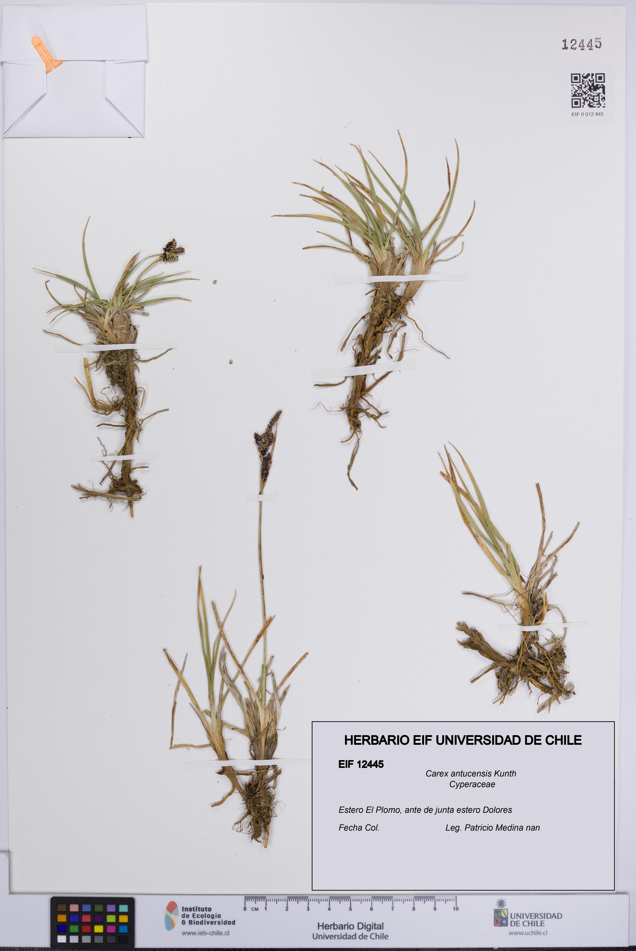 Carex antucensis [Espécimen: UCH:EIF:0012445]