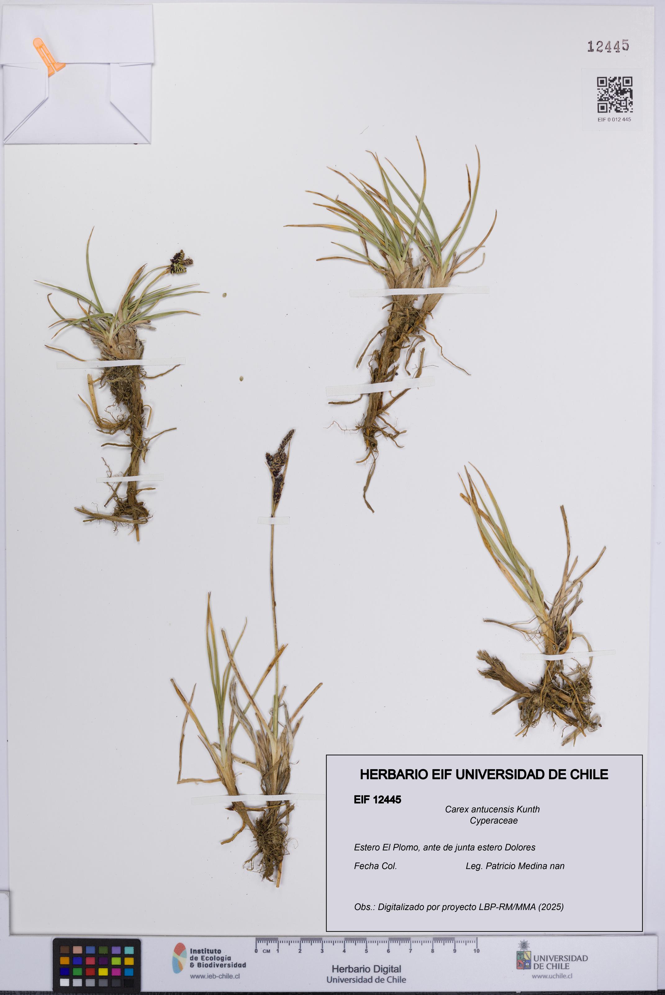 Carex antucensis [Espécimen: UCH:EIF:0012445]