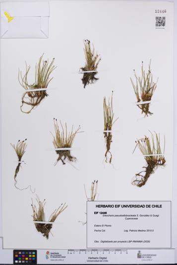 Eleocharis pseudoalbibracteata [Espécimen: UCH:EIF:0012446]