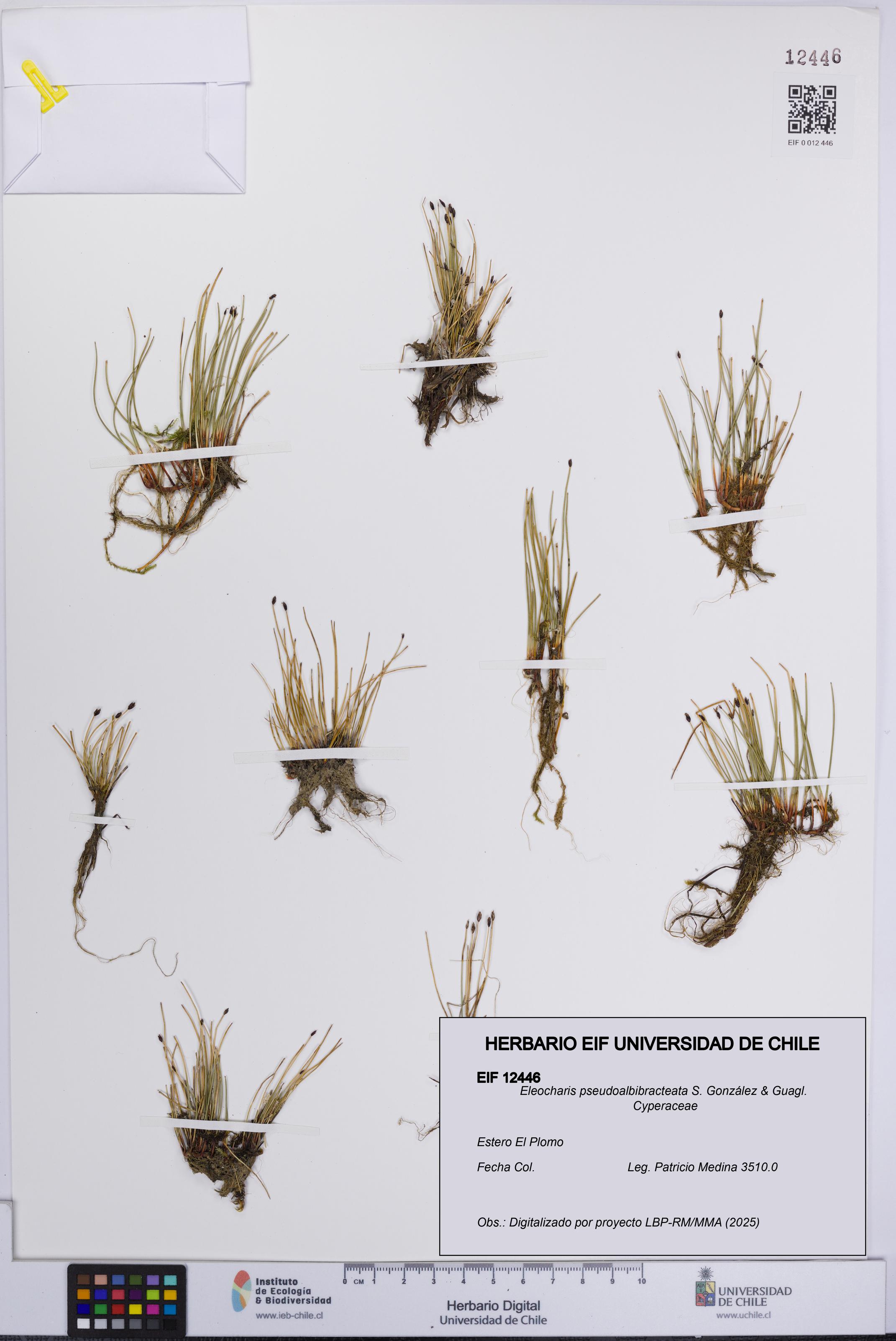 Eleocharis pseudoalbibracteata [Espécimen: UCH:EIF:0012446]