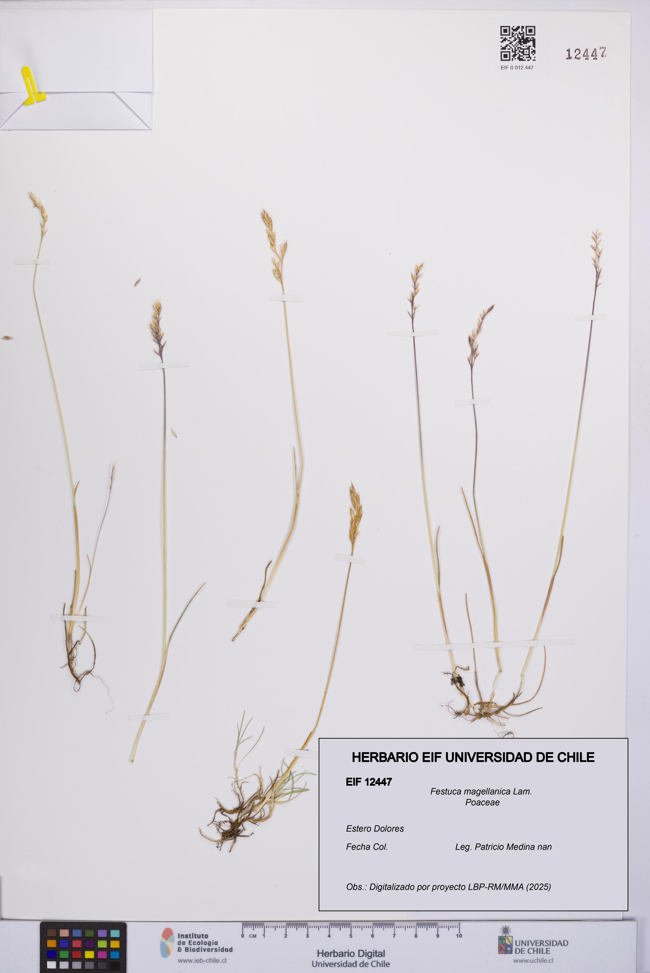 Festuca magellanica [Espécimen: UCH:EIF:0012447]