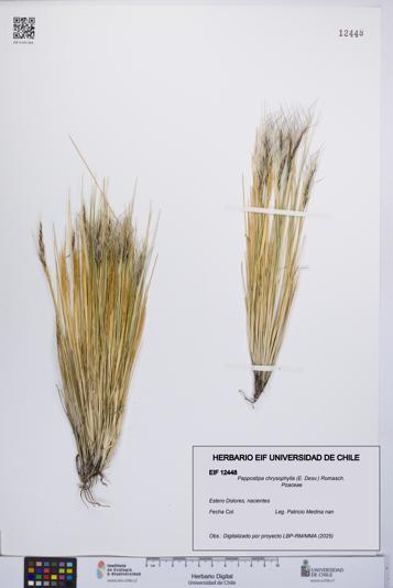 Pappostipa chrysophylla [Espécimen: UCH:EIF:0012448]