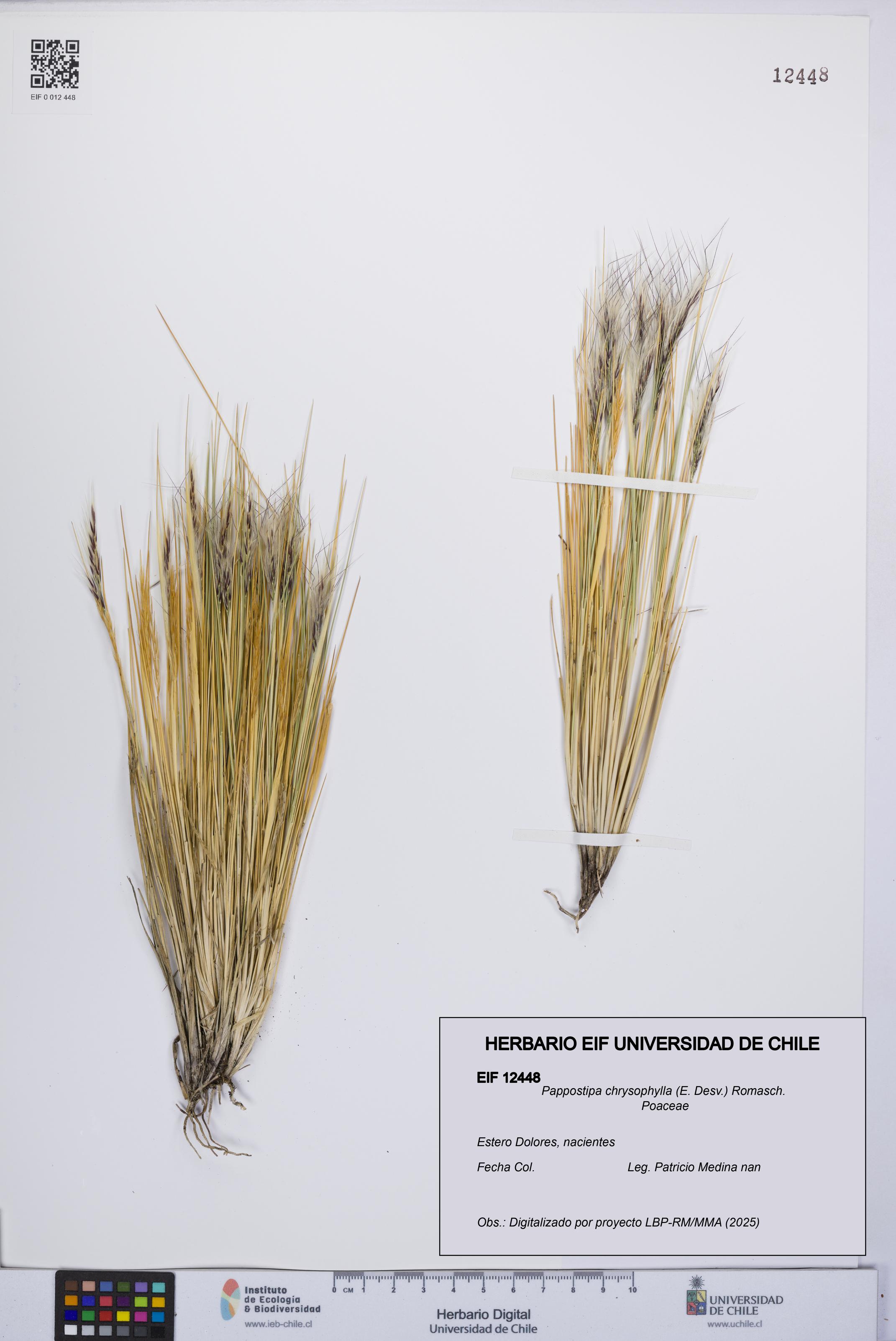 Pappostipa chrysophylla [Espécimen: UCH:EIF:0012448]