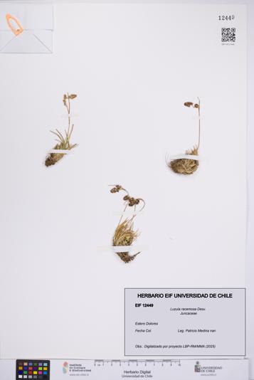 Luzula racemosa [Espécimen: UCH:EIF:0012449]
