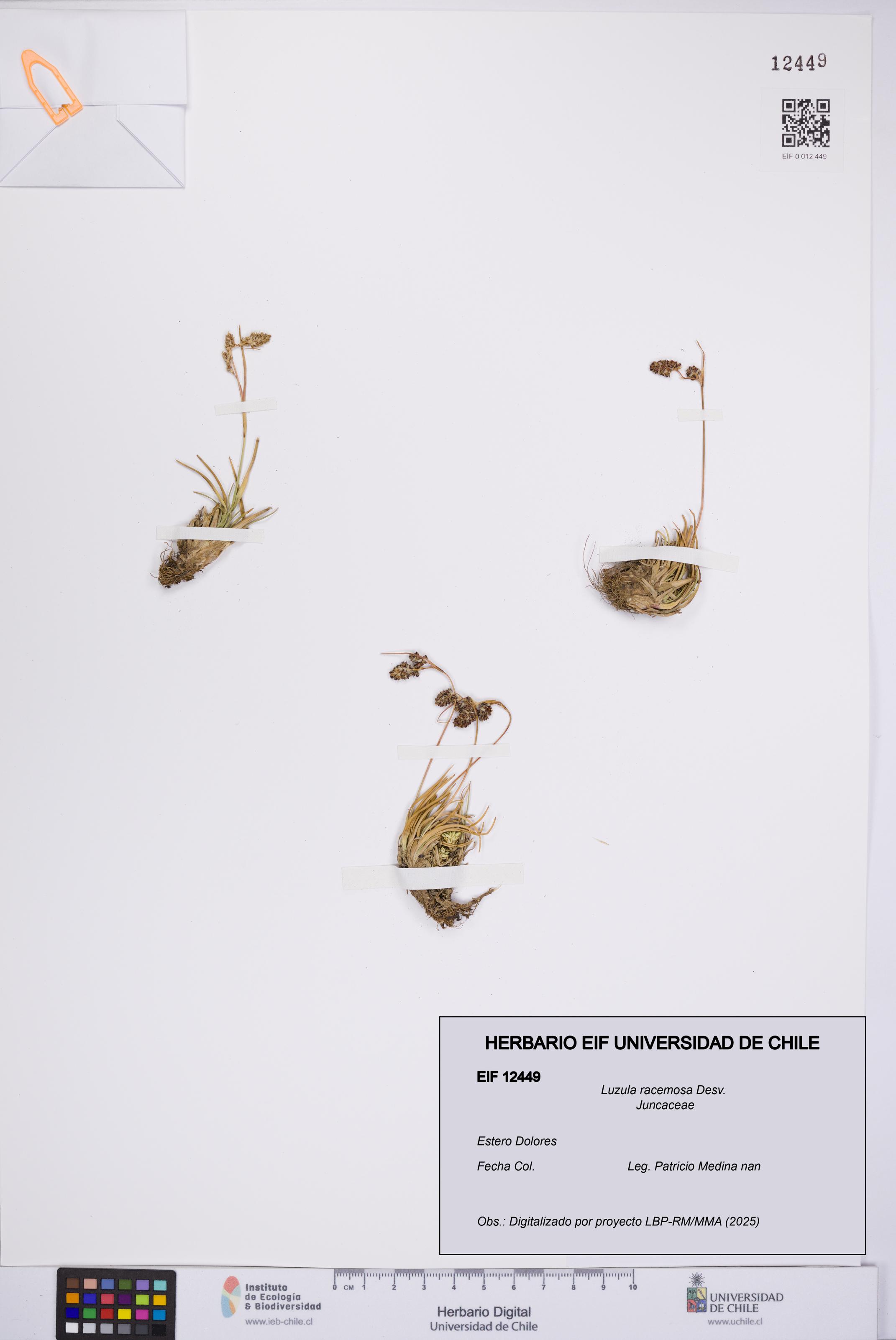 Luzula racemosa [Espécimen: UCH:EIF:0012449]