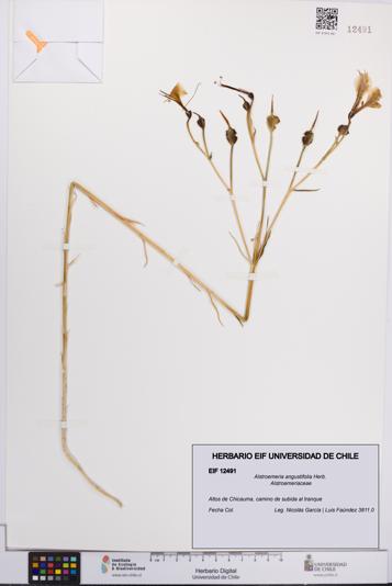 Alstroemeria angustifolia [Espécimen: UCH:EIF:0012491]
