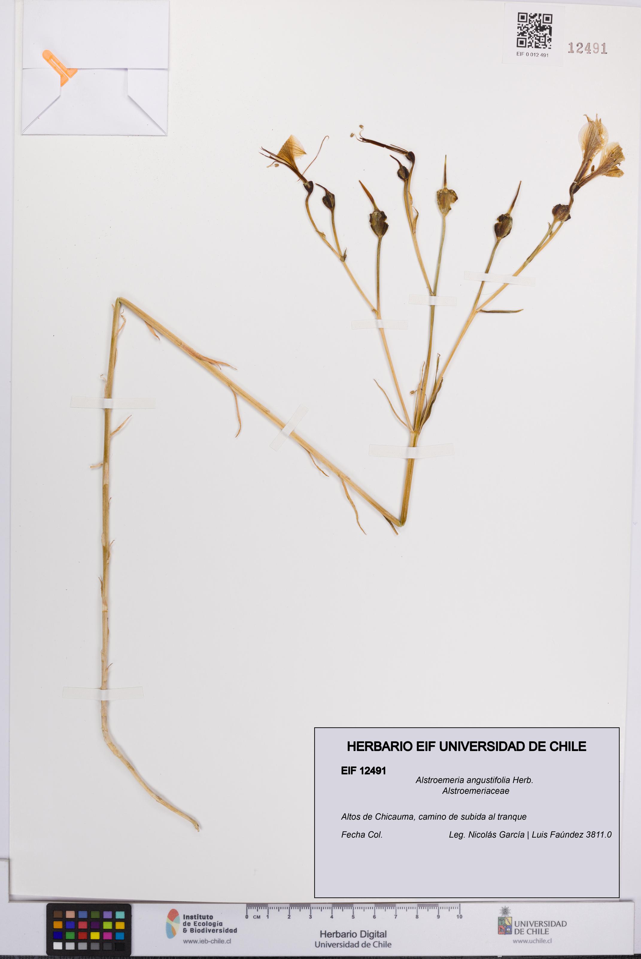 Alstroemeria angustifolia [Espécimen: UCH:EIF:0012491]