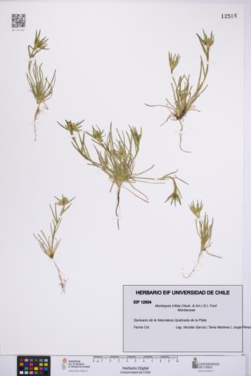Montiopsis trifida [Espécimen: UCH:EIF:0012504]