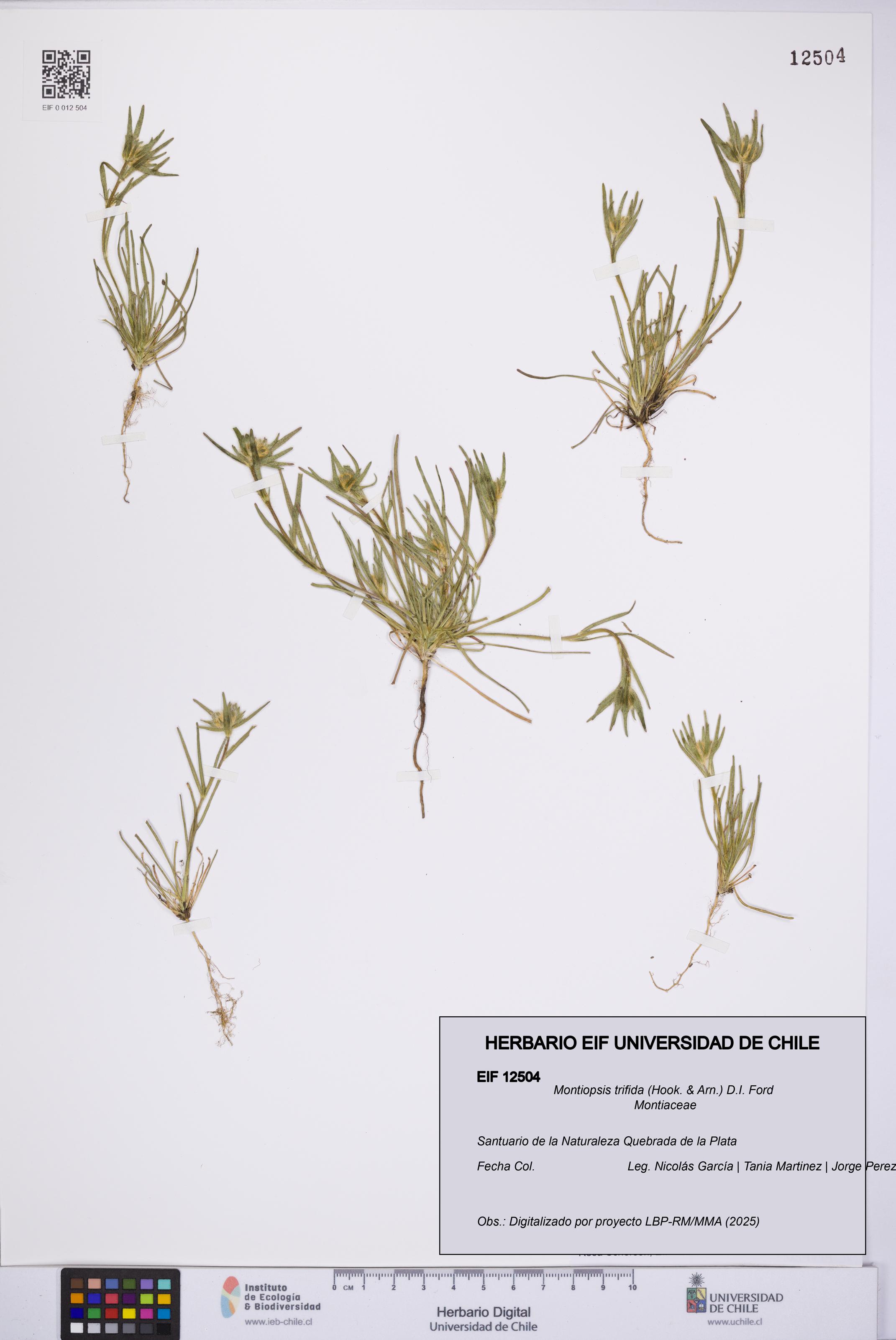 Montiopsis trifida [Espécimen: UCH:EIF:0012504]