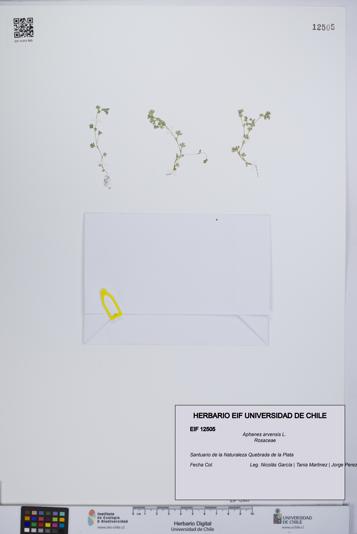 Aphanes arvensis [Espécimen: UCH:EIF:0012505]