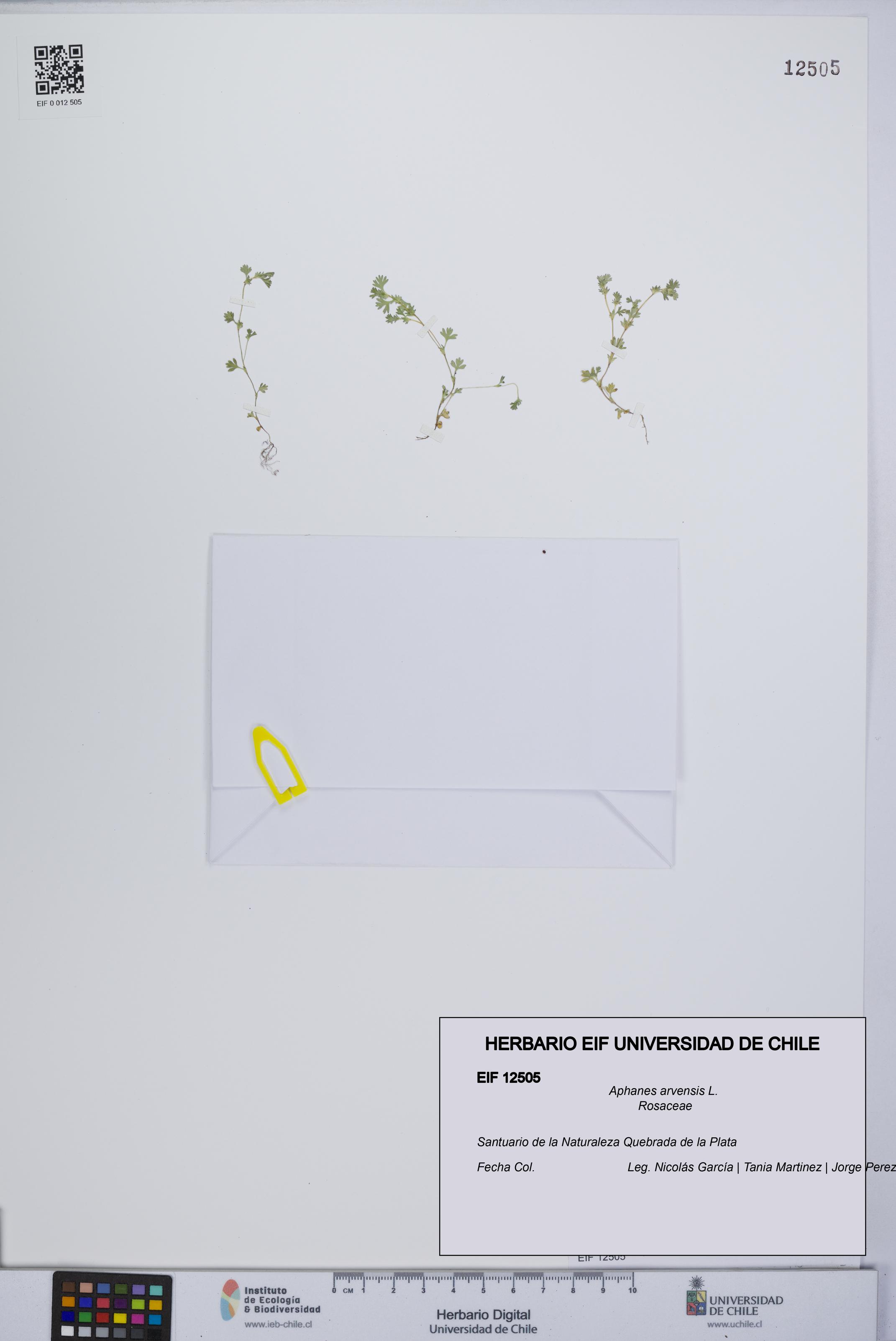 Aphanes arvensis [Espécimen: UCH:EIF:0012505]