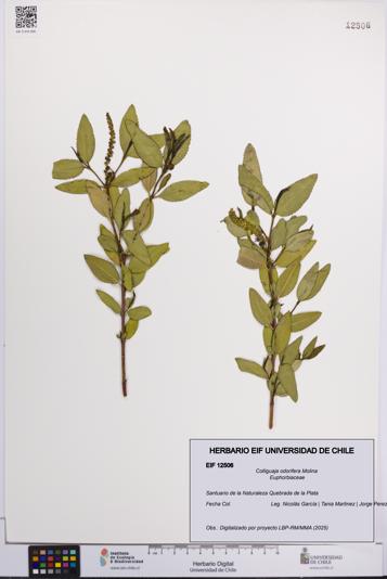 Colliguaja odorifera [Espécimen: UCH:EIF:0012506]