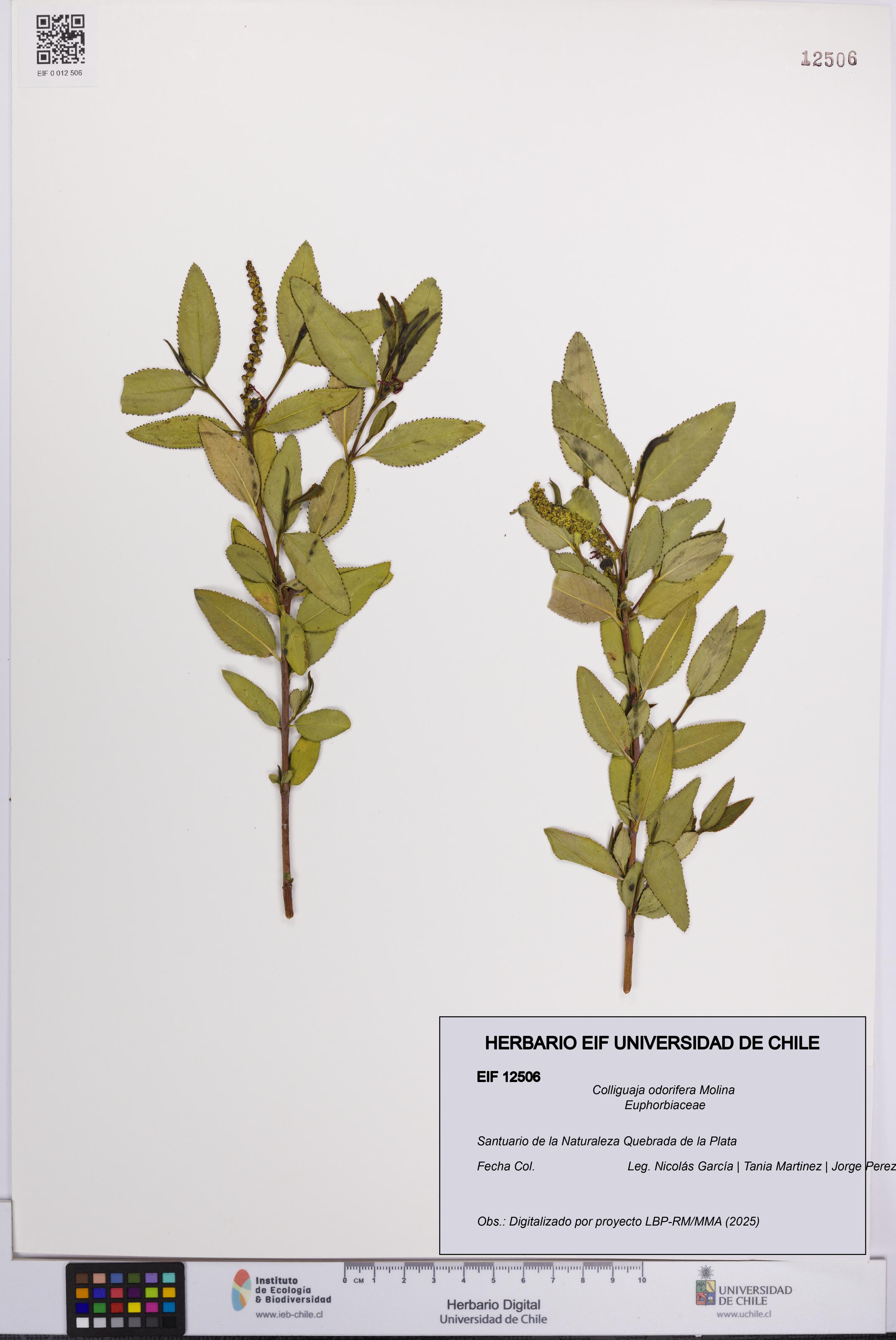 Colliguaja odorifera [Espécimen: UCH:EIF:0012506]