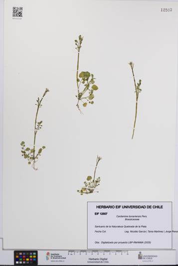 Cardamine bonariensis [Espécimen: UCH:EIF:0012507]