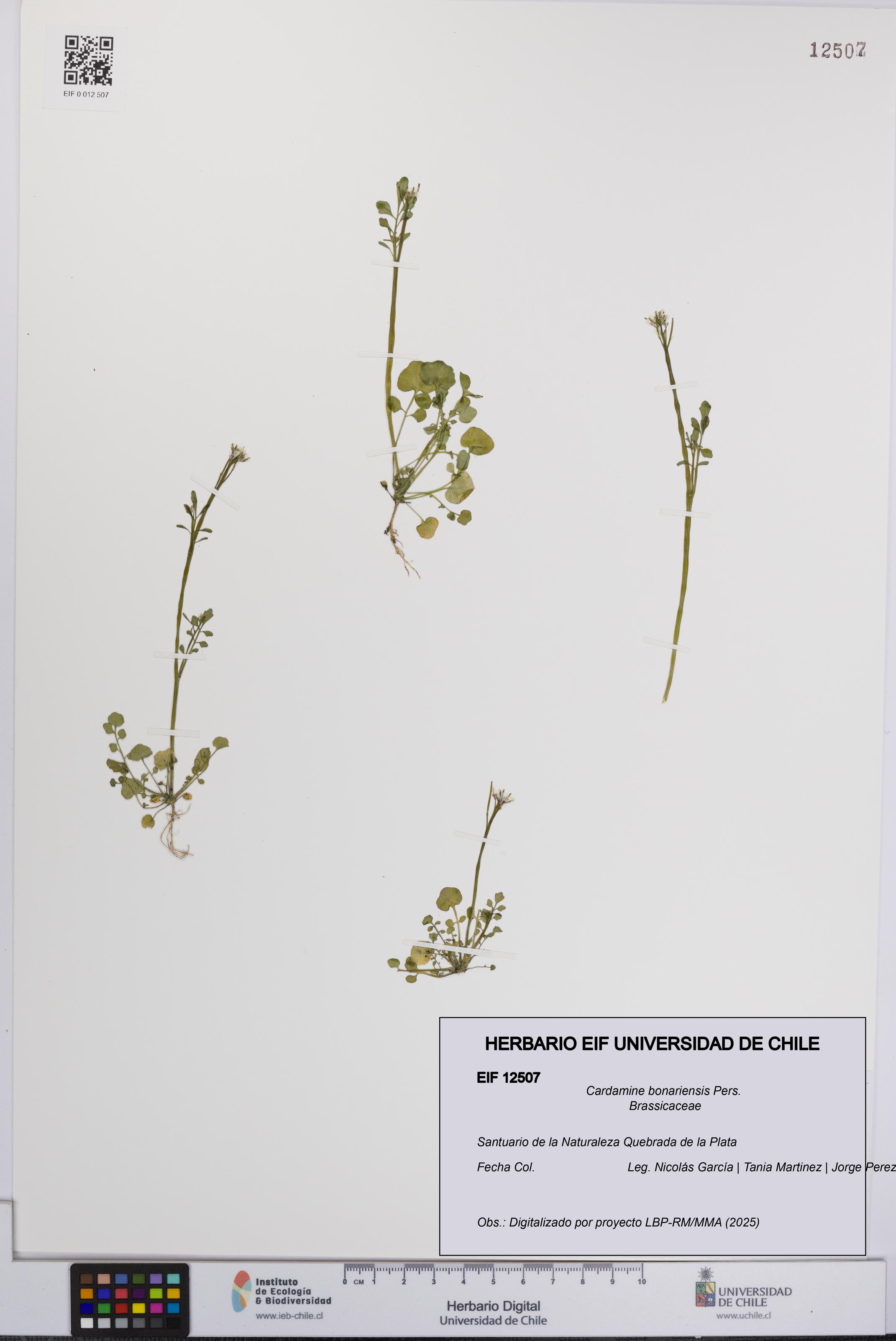 Cardamine bonariensis [Espécimen: UCH:EIF:0012507]