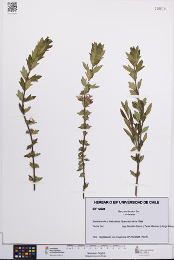 Teucrium bicolor [Espécimen: UCH:EIF:0012508]