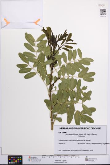 Senna candolleana [Espécimen: UCH:EIF:0012509]