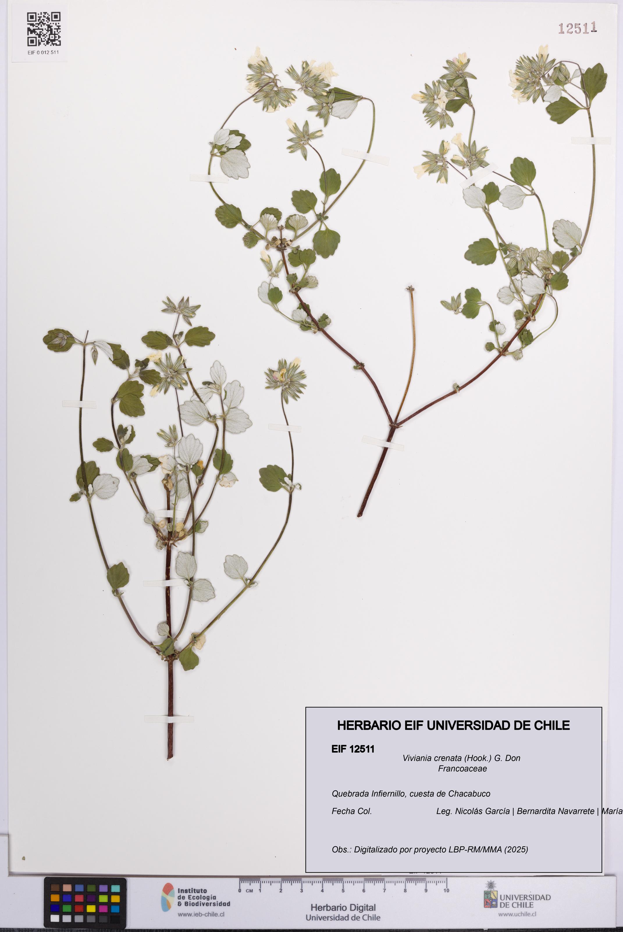 Viviania crenata [Espécimen: UCH:EIF:0012511]