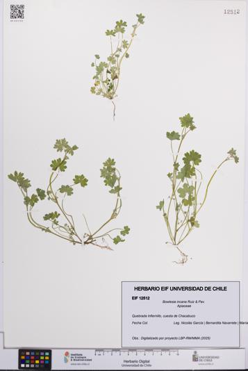 Bowlesia incana [Espécimen: UCH:EIF:0012512]