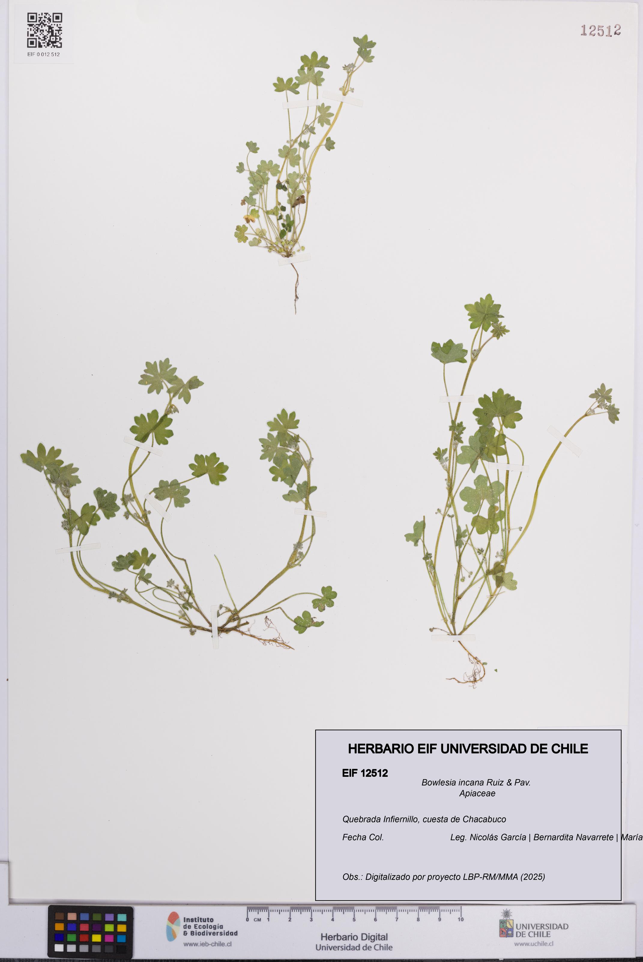 Bowlesia incana [Espécimen: UCH:EIF:0012512]