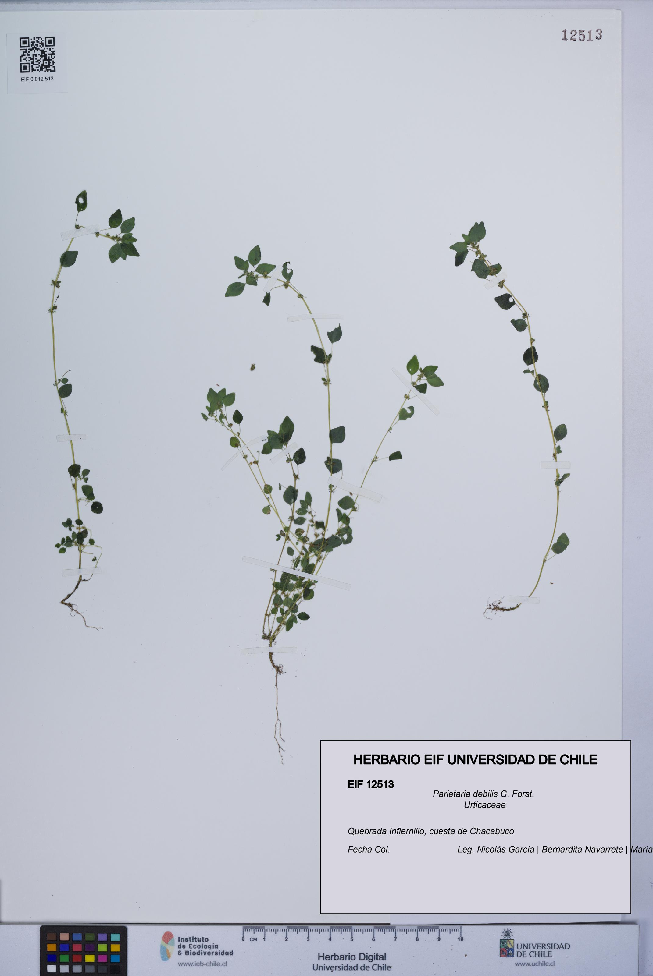Parietaria debilis [Espécimen: UCH:EIF:0012513]