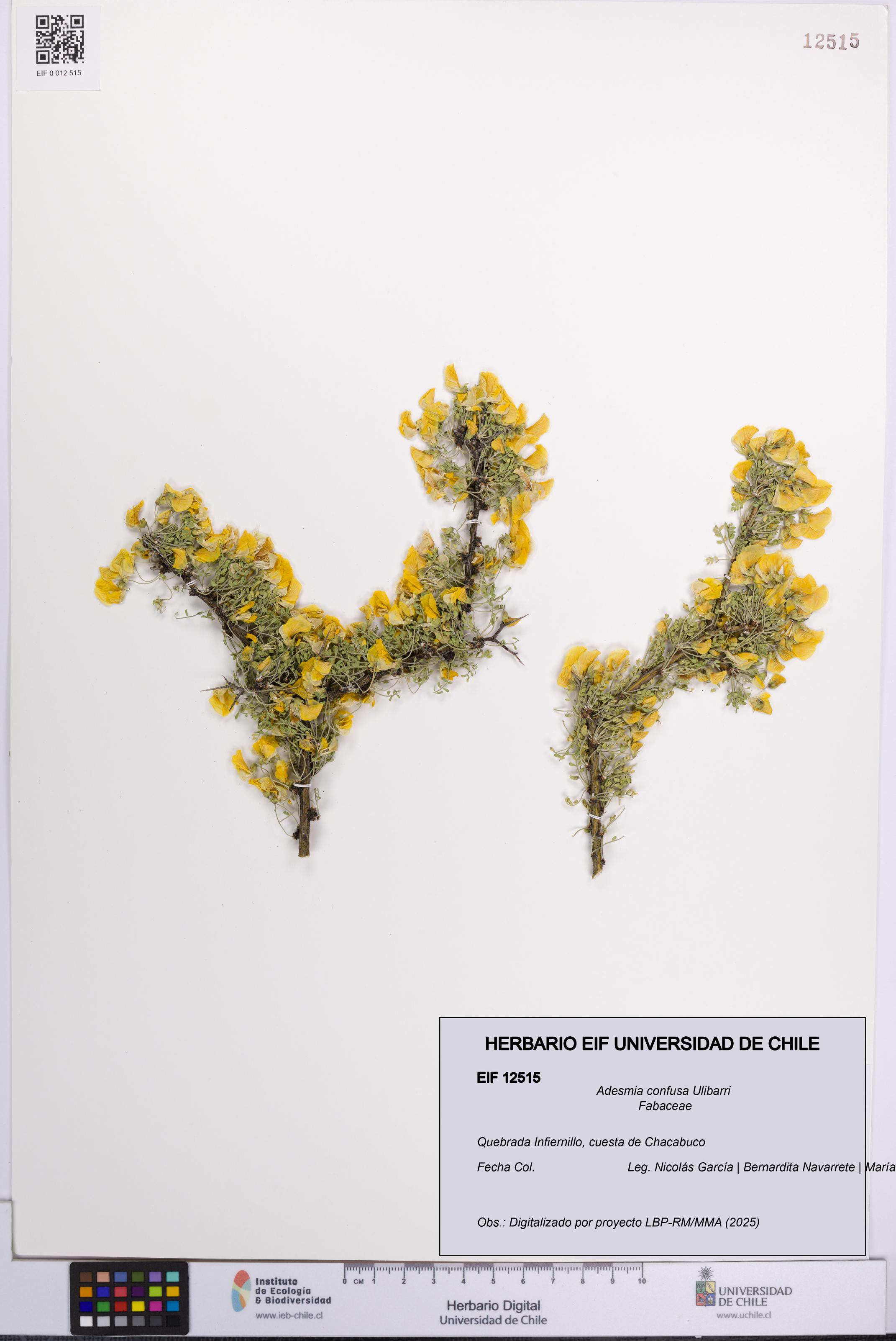 Adesmia confusa [Espécimen: UCH:EIF:0012515]