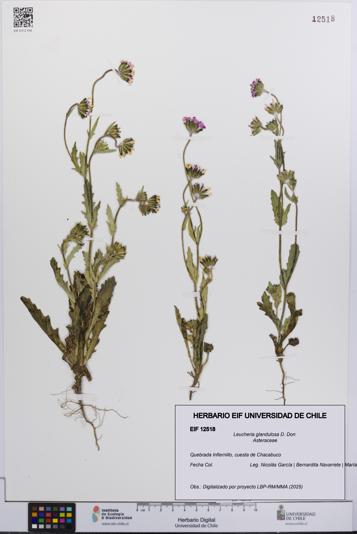 Leucheria glandulosa [Espécimen: UCH:EIF:0012518]