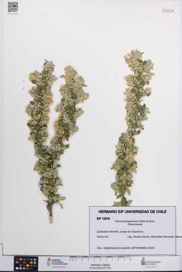 Trevoa quinquenervia [Espécimen: UCH:EIF:0012519]