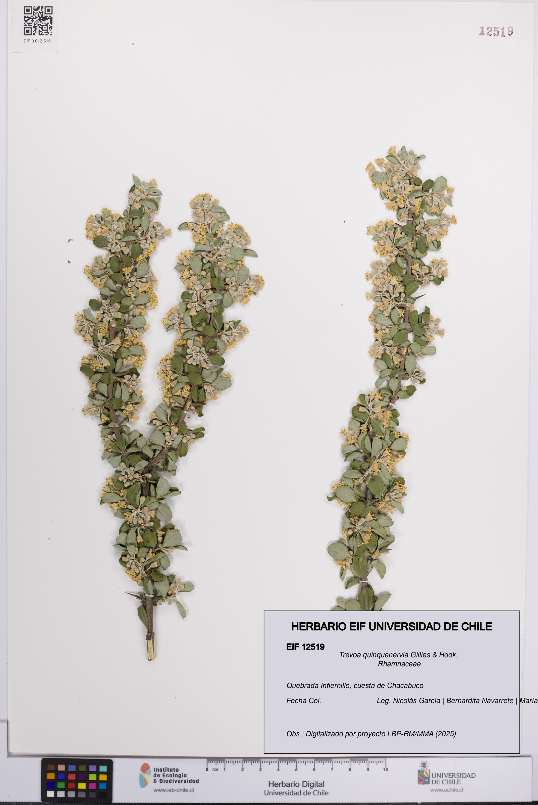 Trevoa quinquenervia [Espécimen: UCH:EIF:0012519]