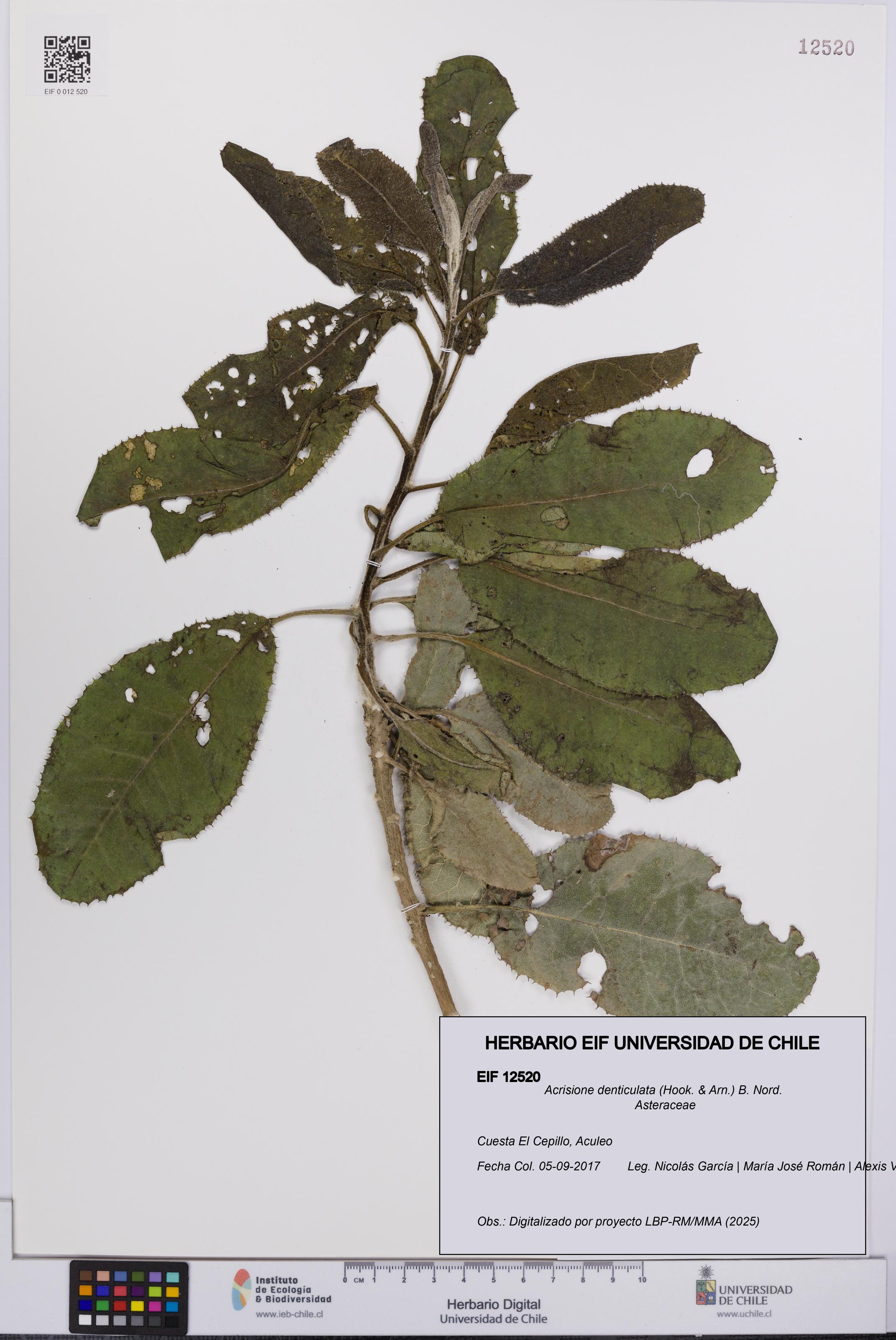 Acrisione denticulata [Espécimen: UCH:EIF:0012520]
