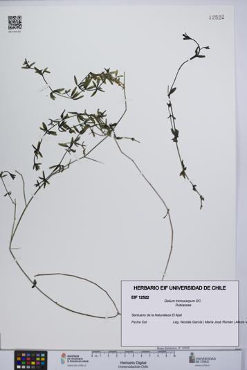 Galium trichocarpum [Espécimen: UCH:EIF:0012522]