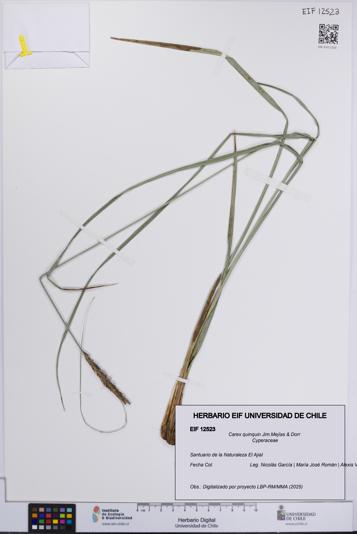 Carex quinquin [Espécimen: UCH:EIF:0012523]