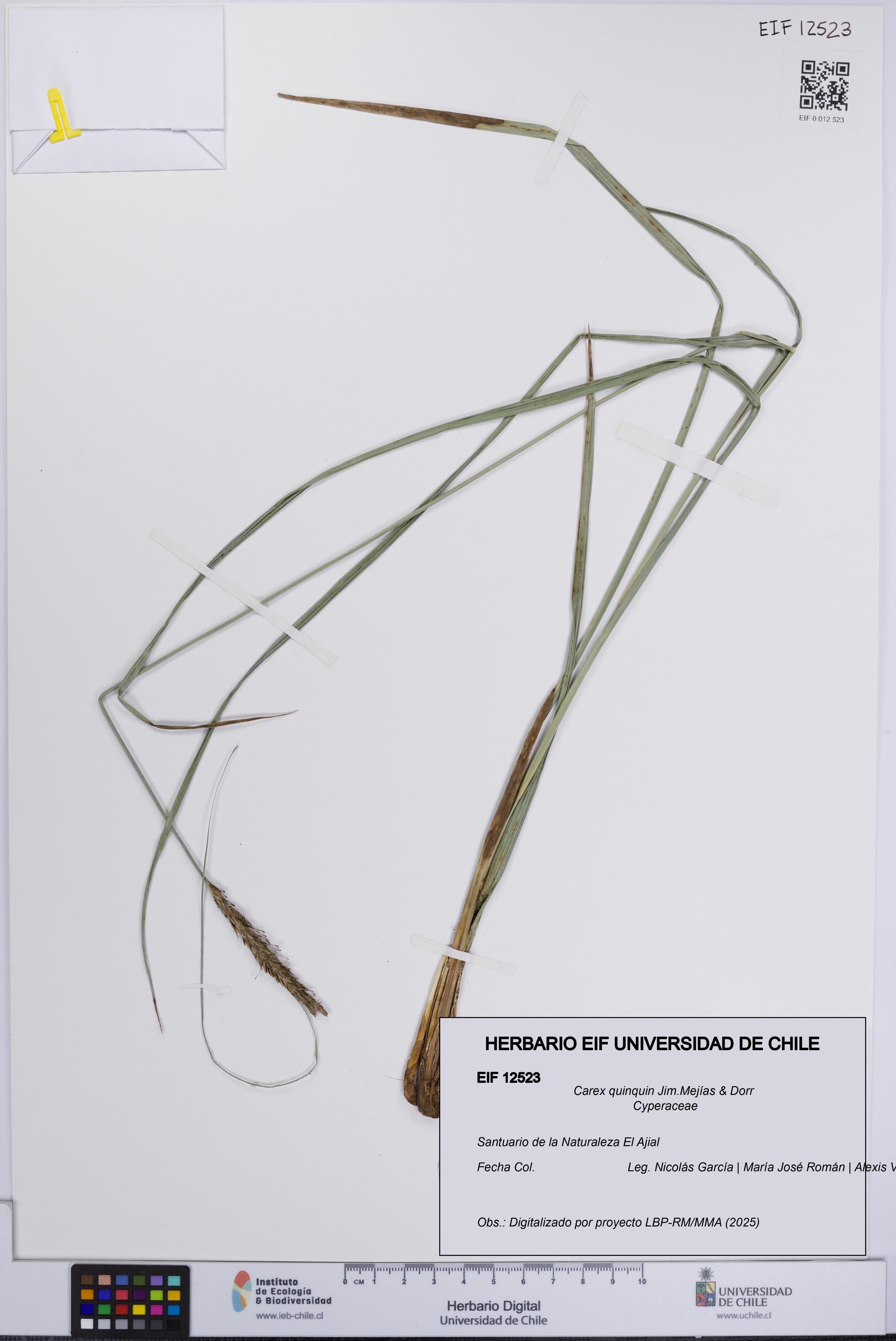 Carex quinquin [Espécimen: UCH:EIF:0012523]
