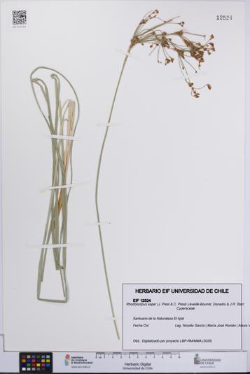 Rhodoscirpus asper [Espécimen: UCH:EIF:0012524]