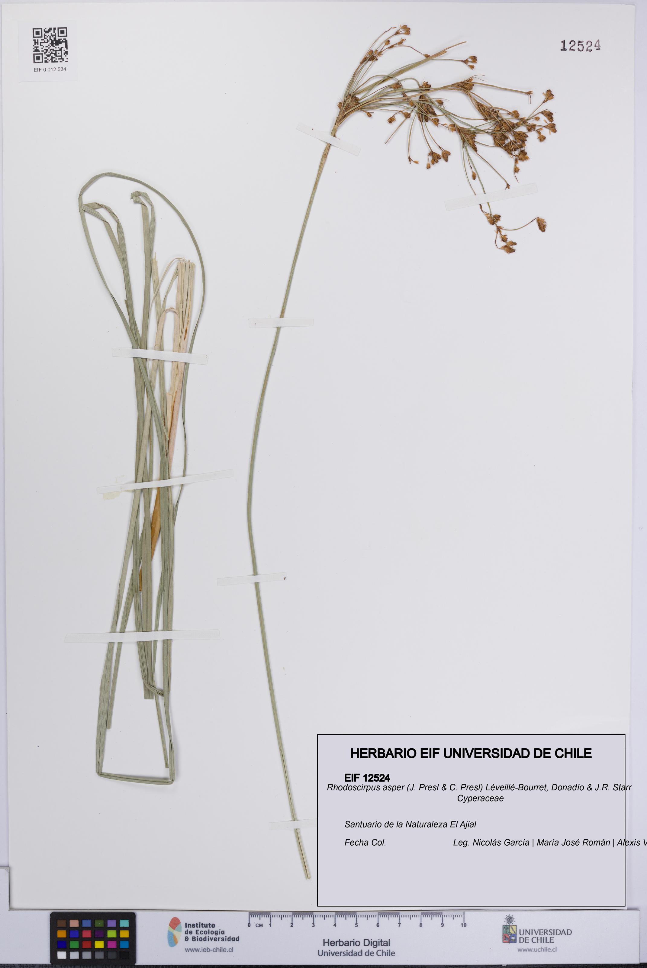 Rhodoscirpus asper [Espécimen: UCH:EIF:0012524]