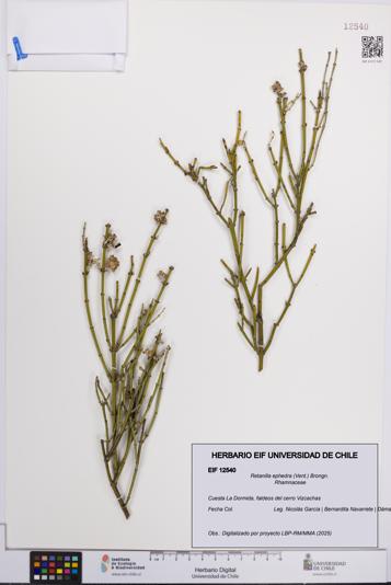 Retanilla ephedra [Espécimen: UCH:EIF:0012540]