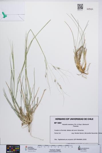 Nassella neesiana [Espécimen: UCH:EIF:0012541]