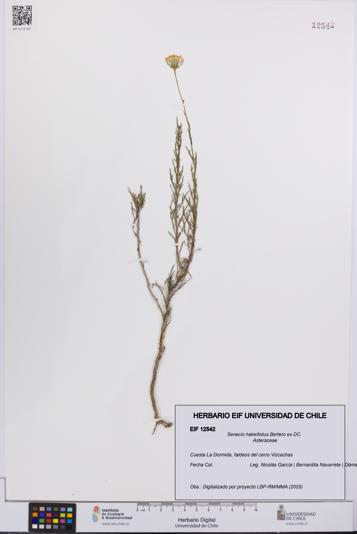 Senecio hakeifolius [Espécimen: UCH:EIF:0012542]