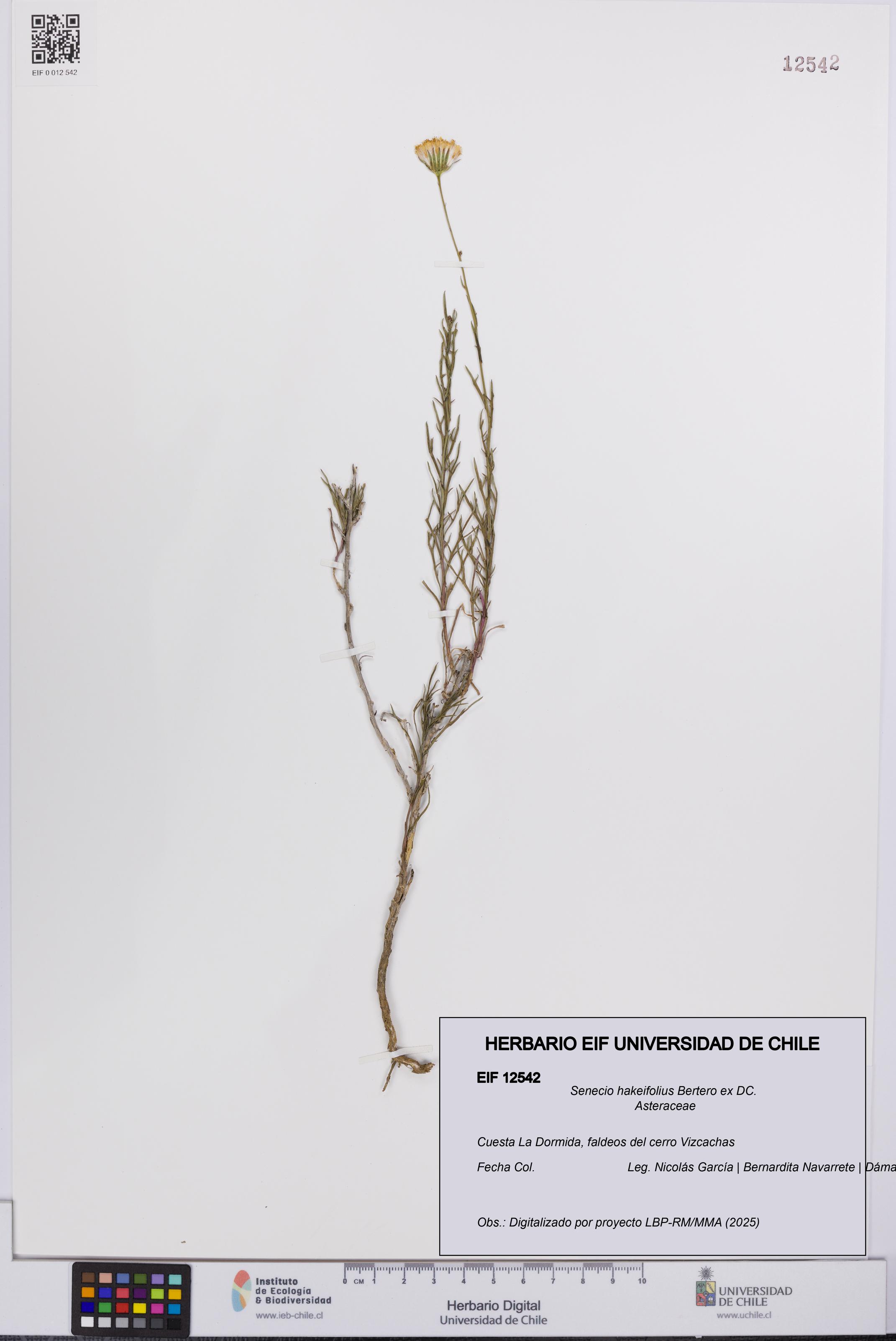 Senecio hakeifolius [Espécimen: UCH:EIF:0012542]