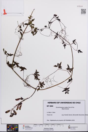 Eccremocarpus scaber [Espécimen: UCH:EIF:0012543]